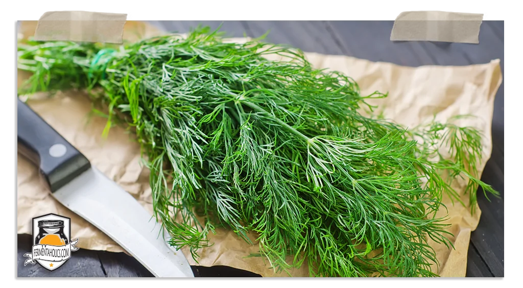 Dill In Sauerkraut