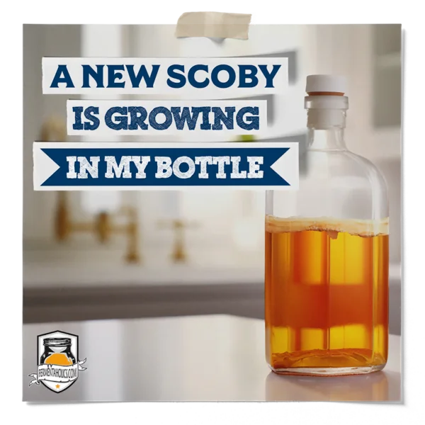 Bottled Kombucha Growing Scoby