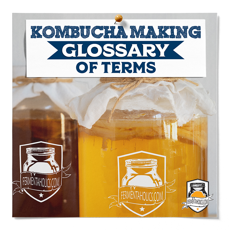 Kombucha Making Glossary of terms Featured Image