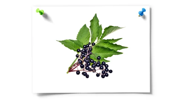 Organic Elderberries