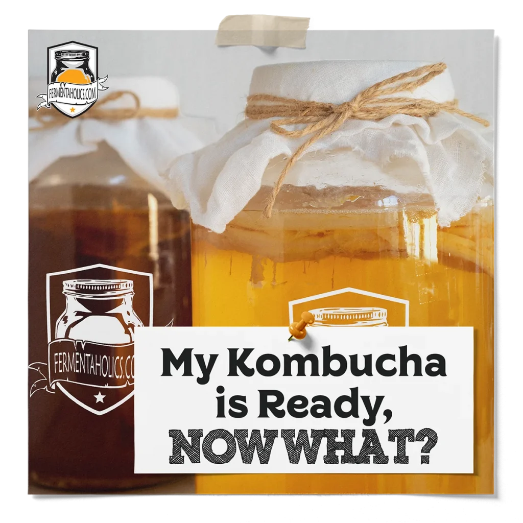 My Batch Of Kombucha Is Ready, Now What?