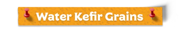 Water Kefir Grains 2