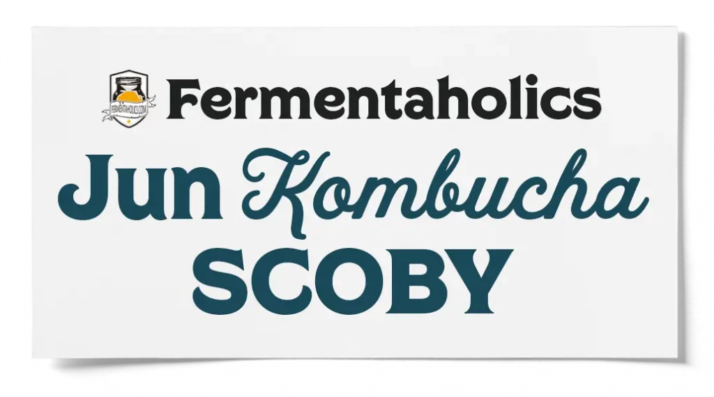 Fermentaholics Jun Kombucha Scoby All You Need To Know