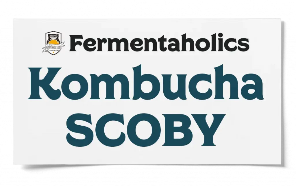 Fermentaholics Kombucha Scoby All You Need To Know