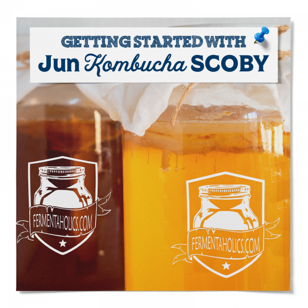 Getting Started With Jun Kombucha Scoby