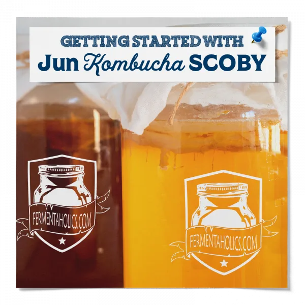 Getting Started With Jun Kombucha Scoby
