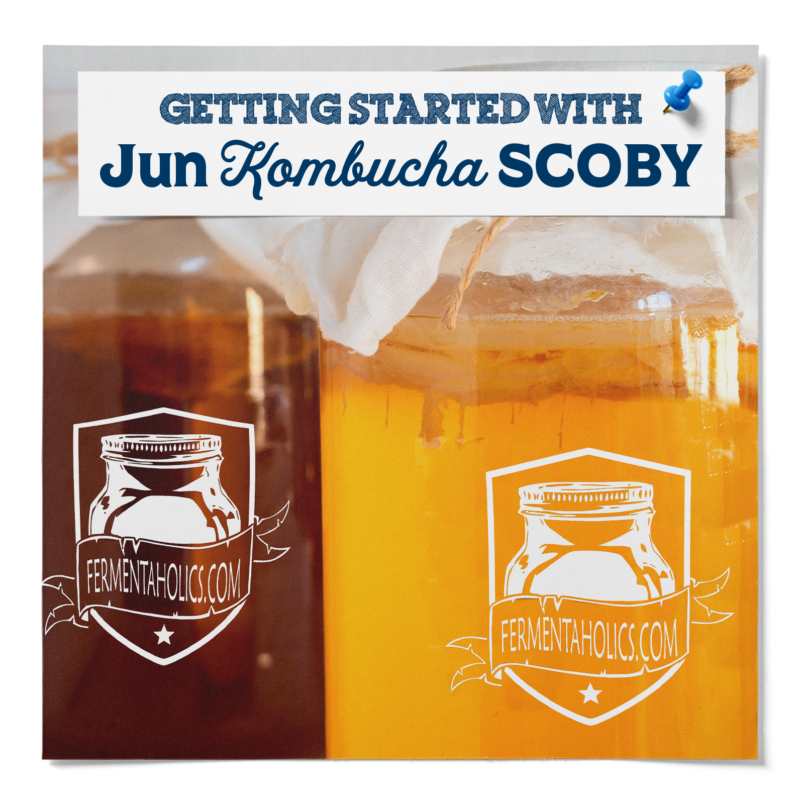 Getting Started With Jun Kombucha SCOBY