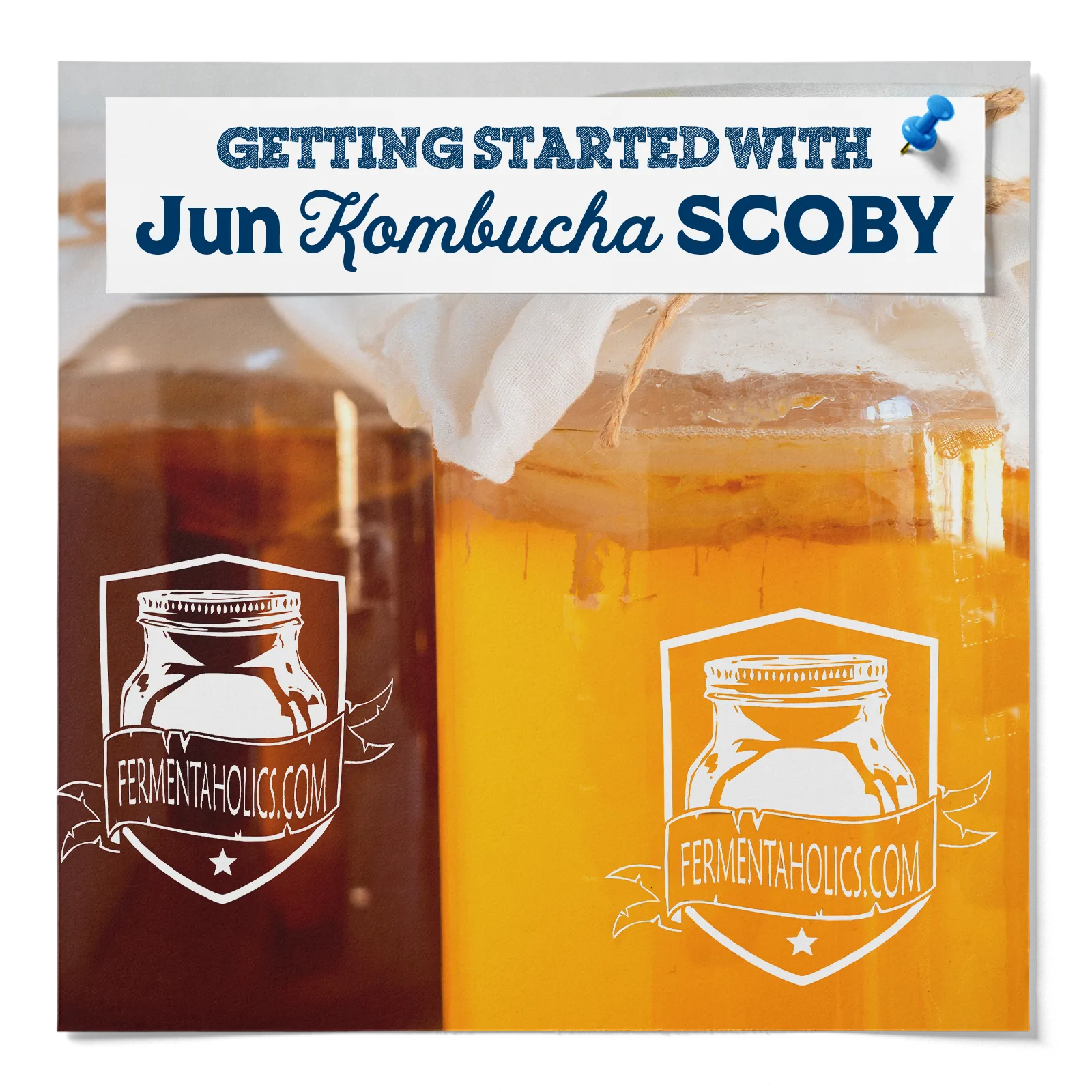 Getting Started With Jun Kombucha SCOBY