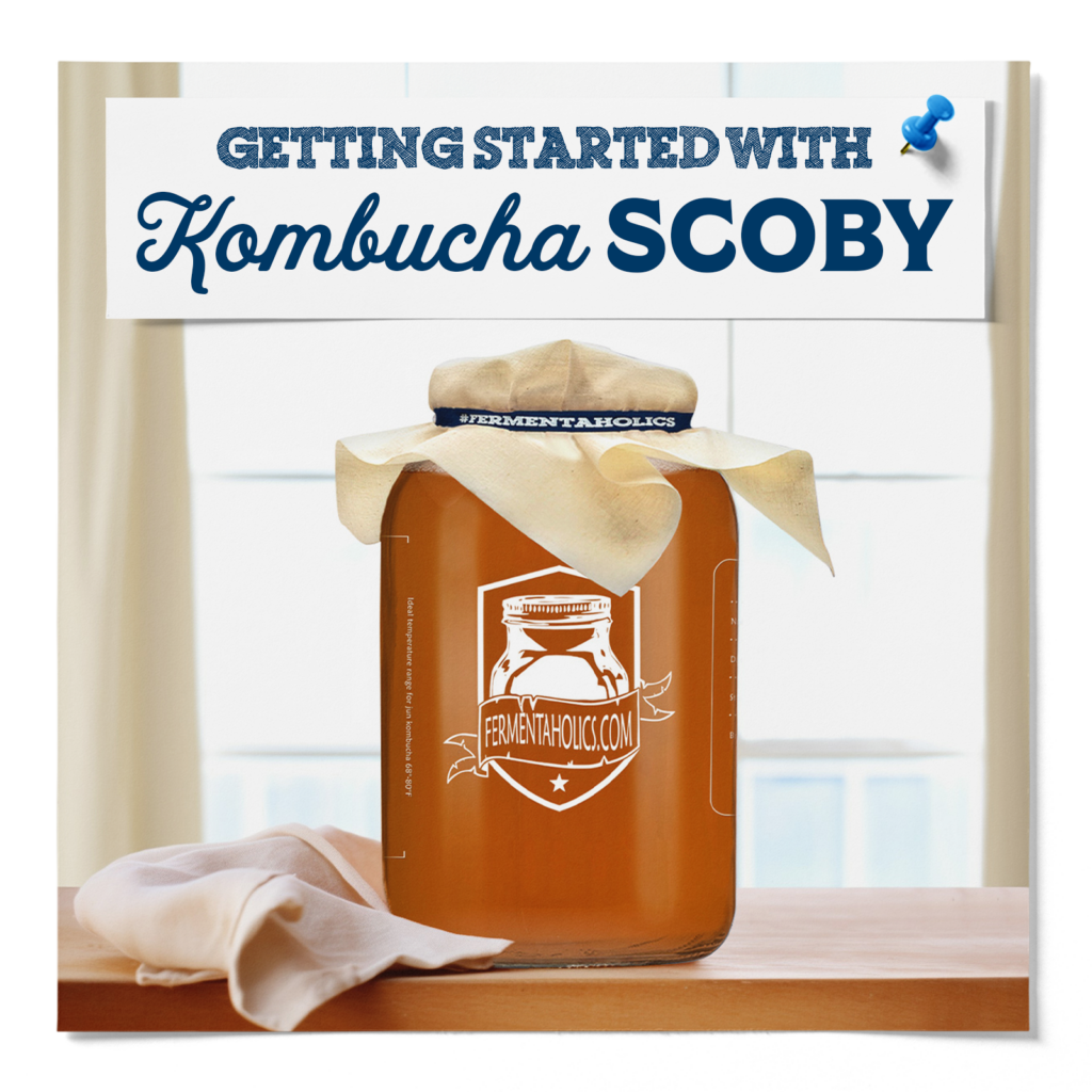 Fermentaholics Kombucha Scoby All You Need To Know
