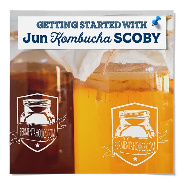 Getting Started With Jun Kombucha Scoby