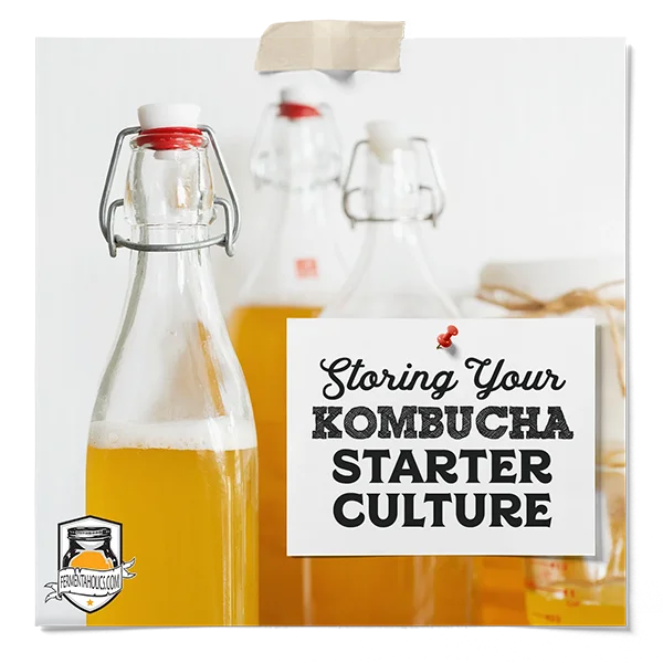 How To Store A Scoby Between Batches