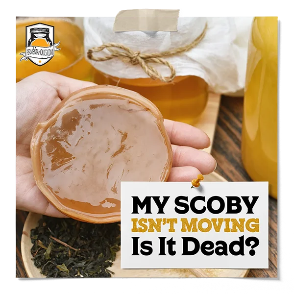My Scoby Isn'T Moving - Is It Dead