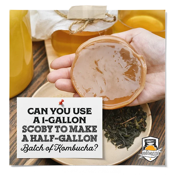 Can You Use A 1-Gallon Scoby To Brew A Half-Gallon Of Kombucha