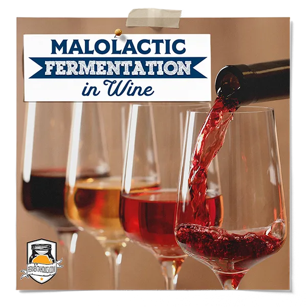 Malolactic Fermentation In Wine
