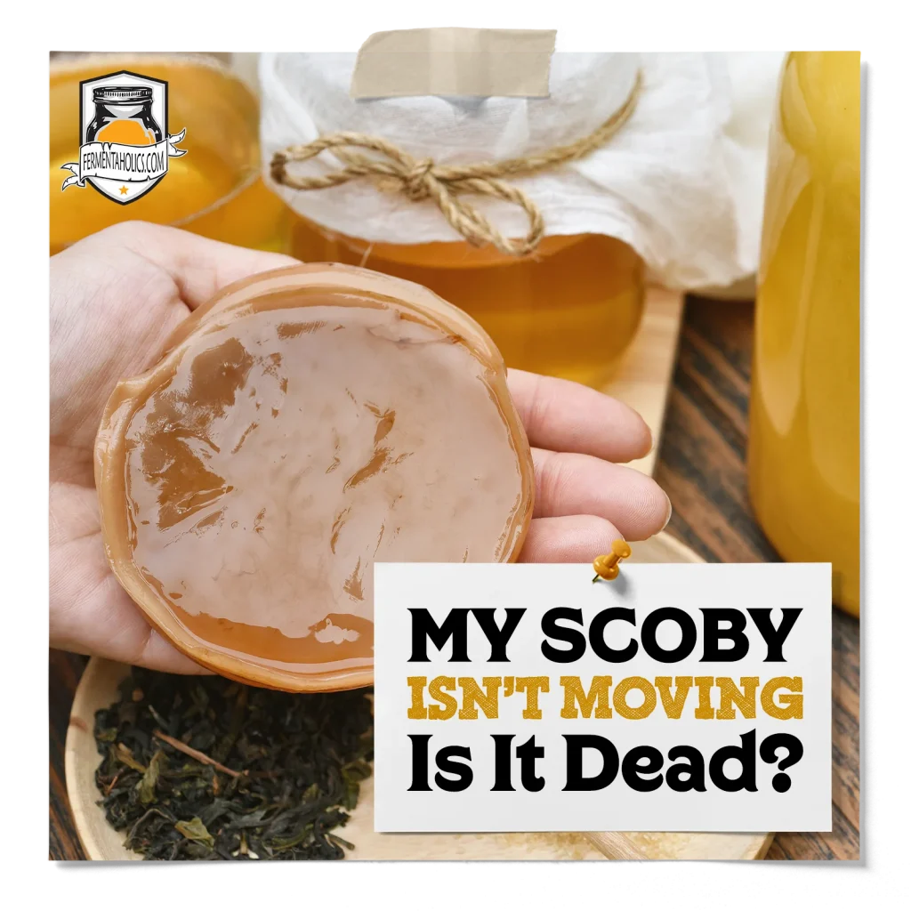 My Scoby Is Not Moving Is It Dead