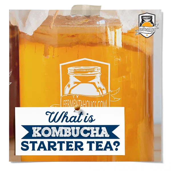 What Is Kombucha Starter Tea