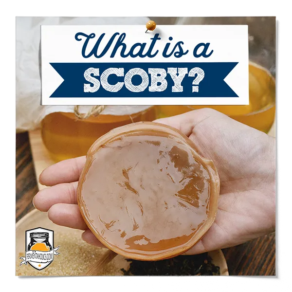 What Is A Scoby