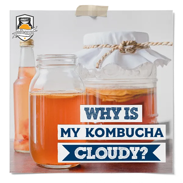 Why Is My Kombucha Cloudy