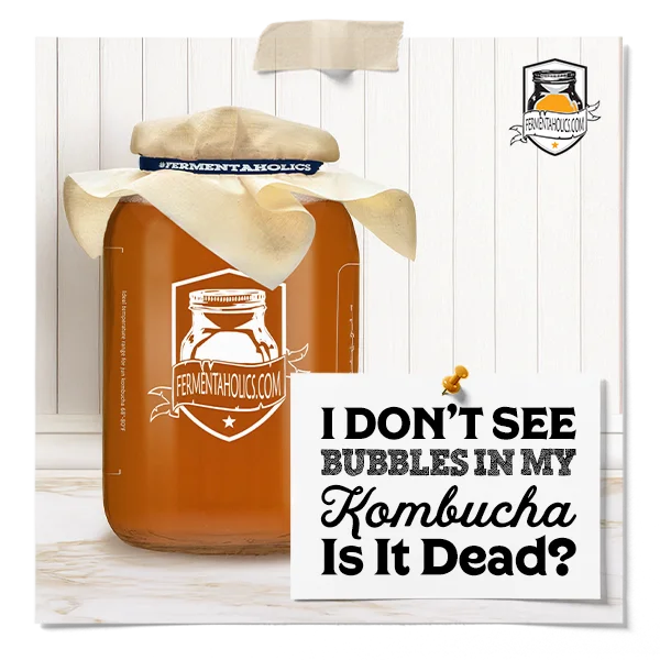 I Don'T See Bubbles In My Kombucha Is It Dead?