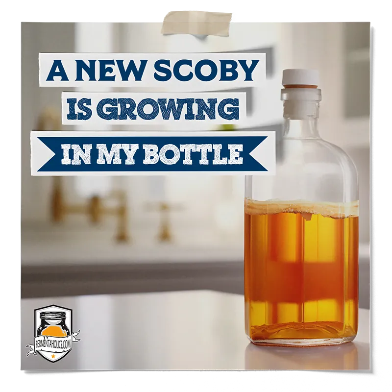 A New SCOBY Is Growing in My Bottle