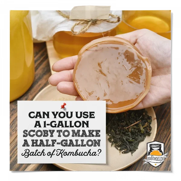 Can You Use A 1 Gallon Scoby