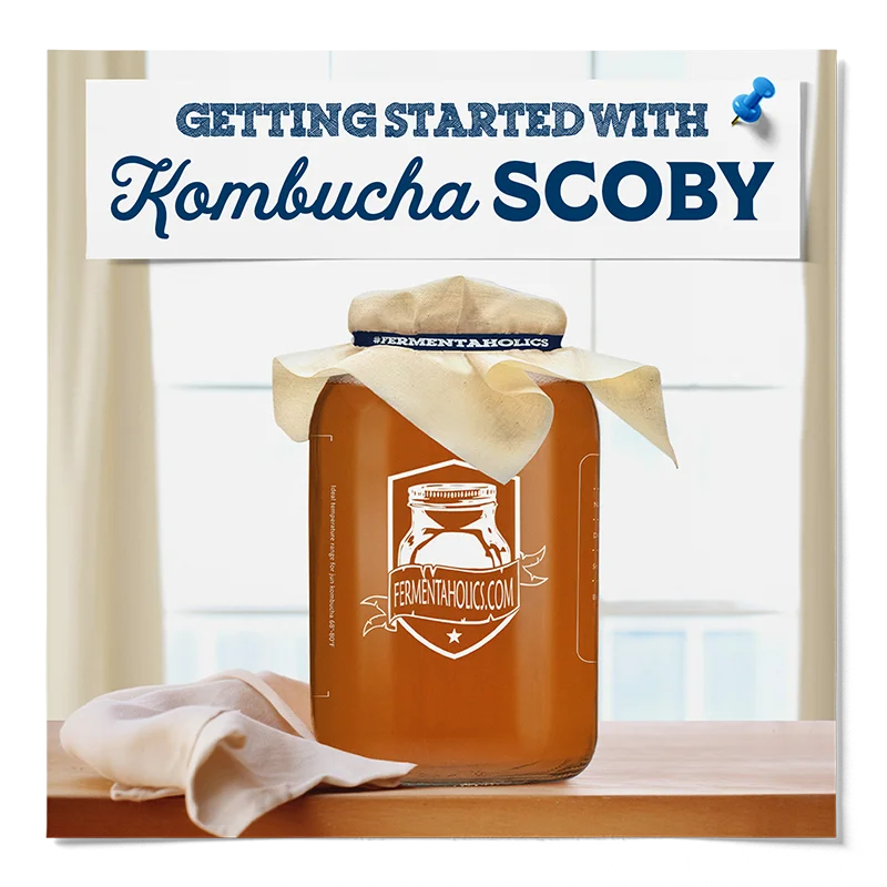 Fermentaholics Kombucha SCOBY All You Need to Know