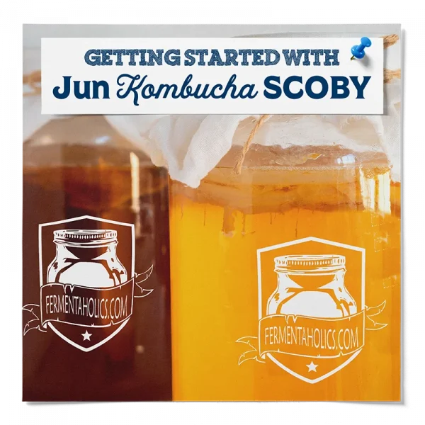 Getting Started With Jun Kombucha Scoby