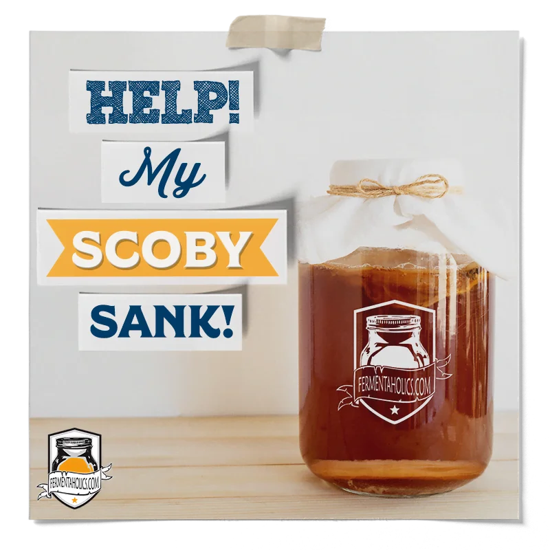 Help My SCOBY Sank