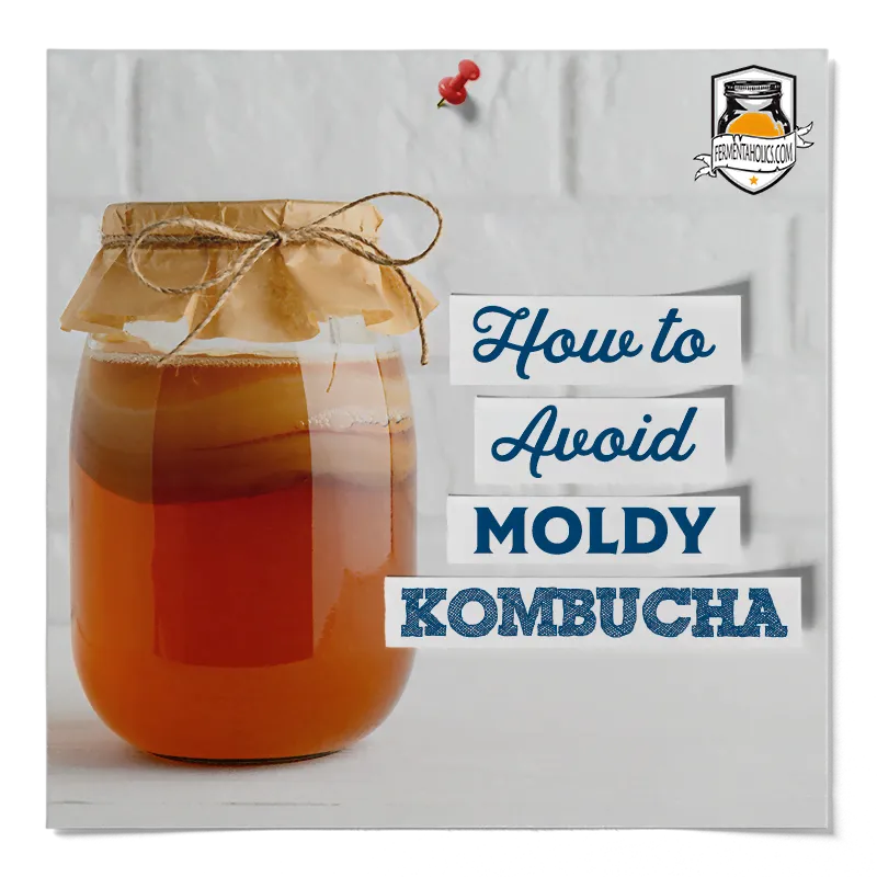 How to Avoid Mold in Kombucha