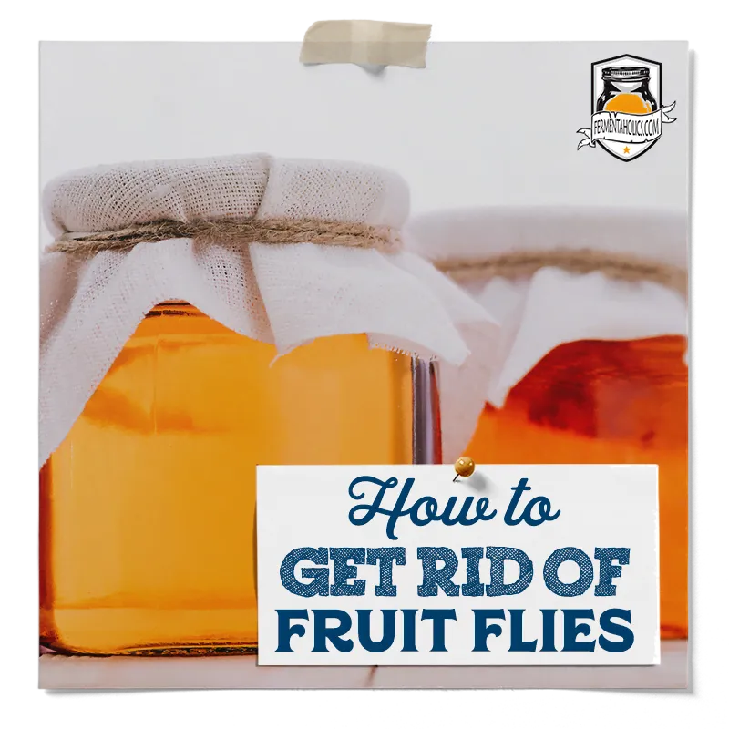How to Get Rid of Fruit Flies in Kombucha
