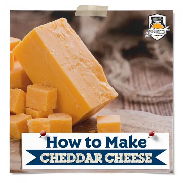 How To Make Cheddar Cheese