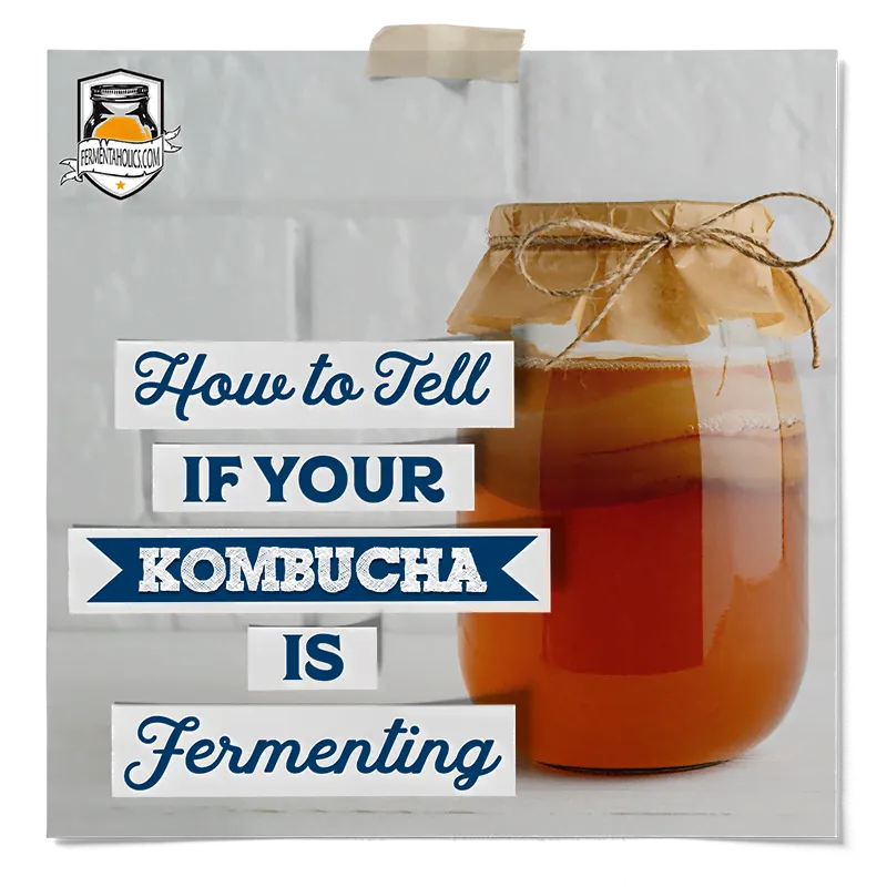 Is My Kombucha Fermenting