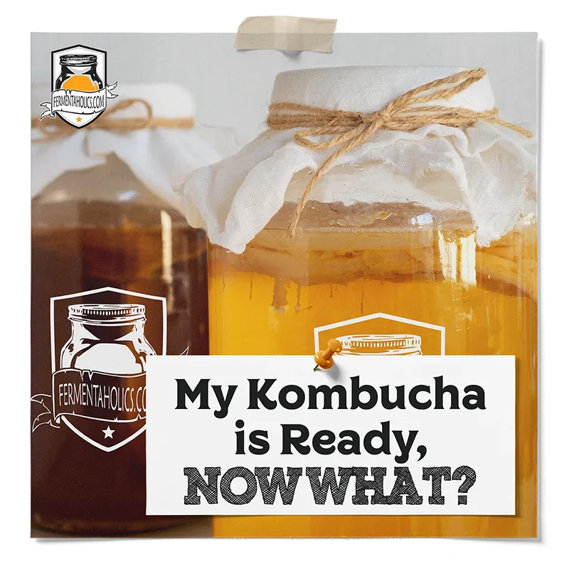 My Kombucha is Ready Now What