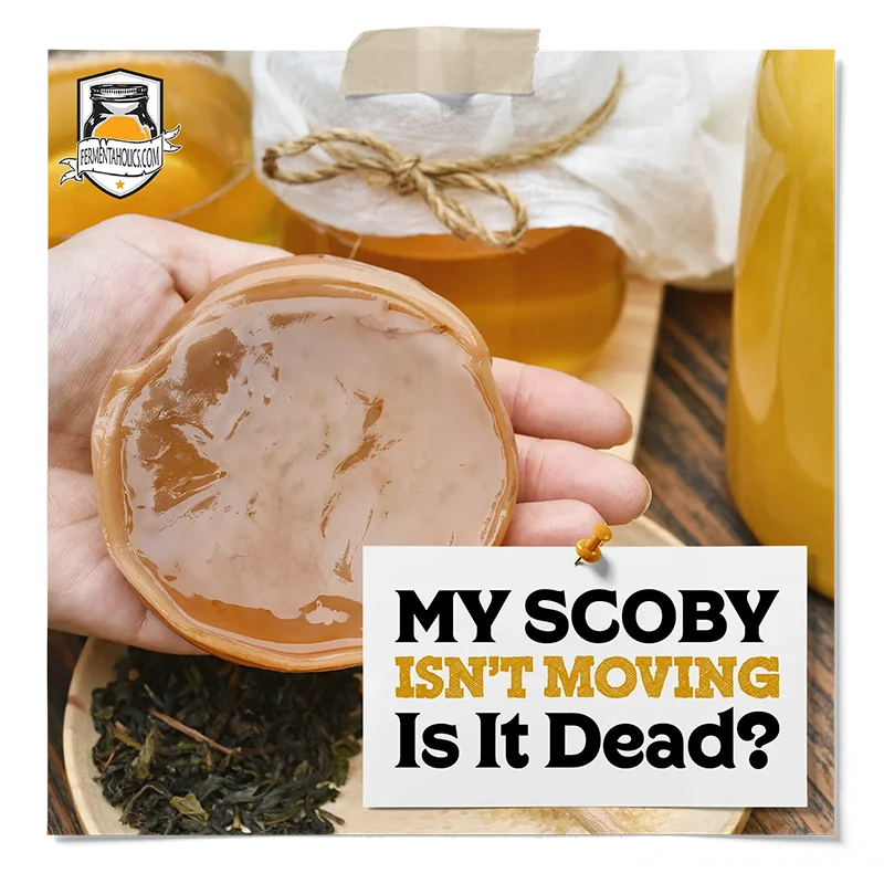 My SCOBY Isn't Moving Is It Dead