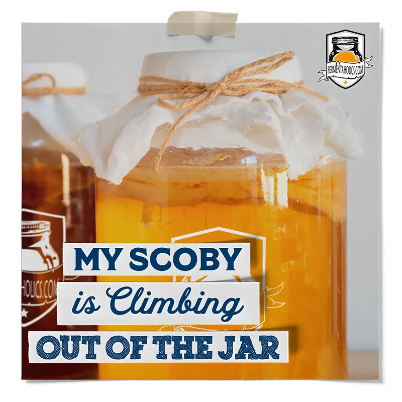 My SCOBY is Climbing out of the Jar