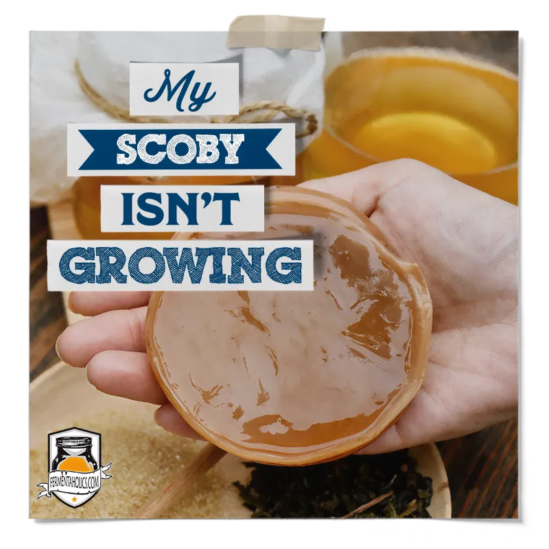 My SCOBY isn't Growing