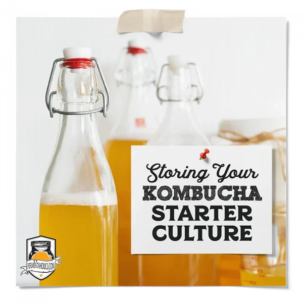 Storing Your Kombucha Starter Culture