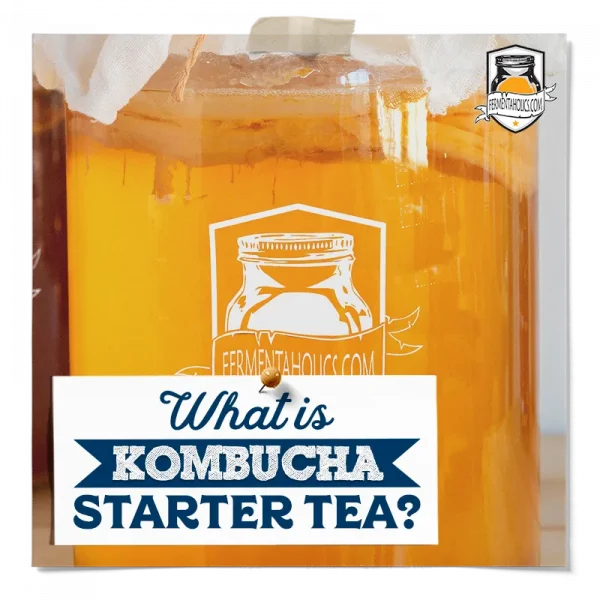 What Is Kombucha Starter Tea
