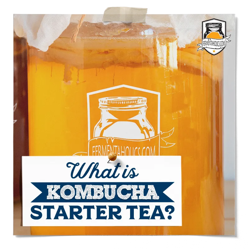 What is Kombucha Starter Tea
