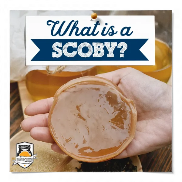 What Is A Scoby