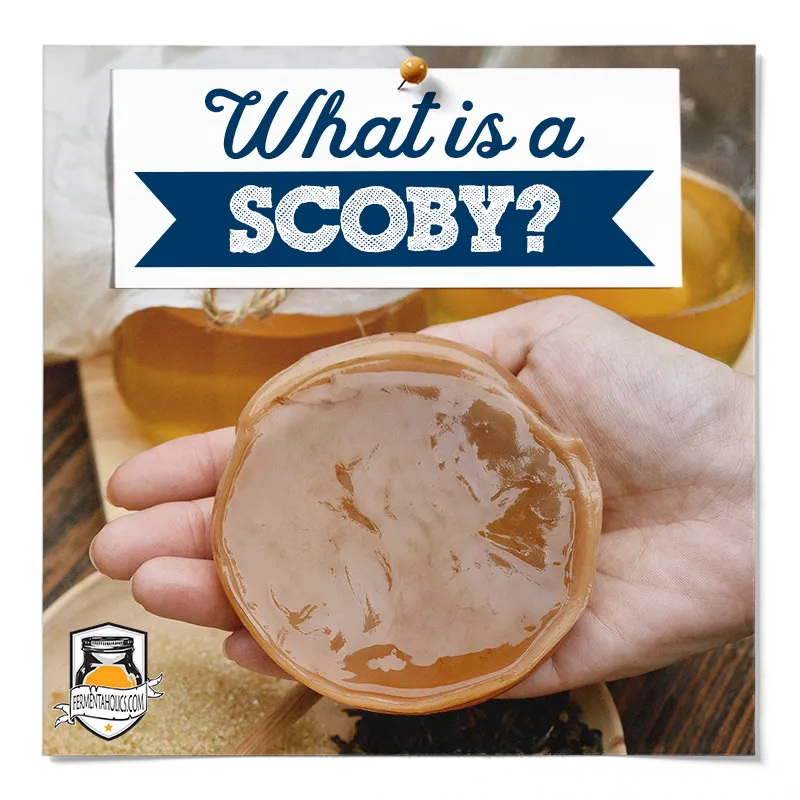 What is a SCOBY
