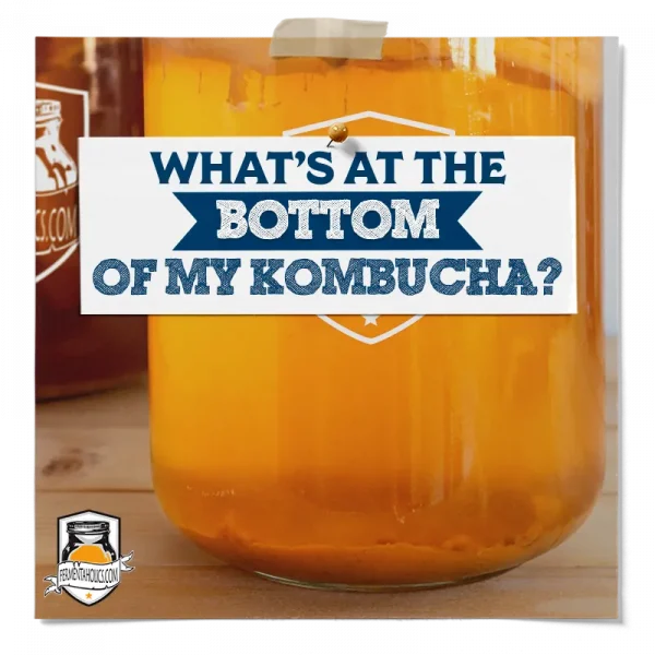 What&Apos;S At The Bottom Of My Kombucha
