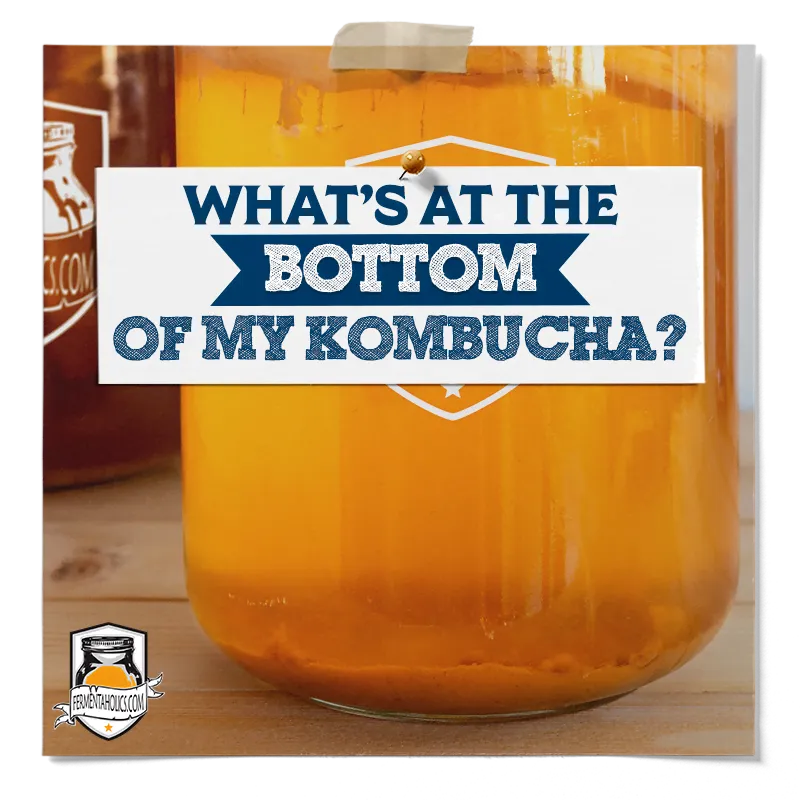 What's at the Bottom of My Kombucha