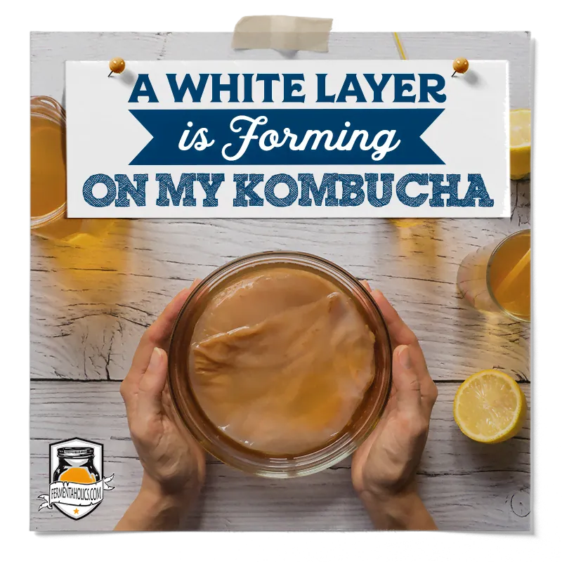 White Layer Forming on my Kombucha