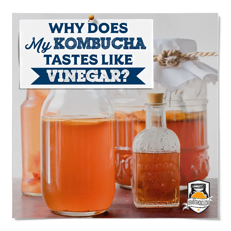 Why Does My Kombucha Tastes Like Vinegar