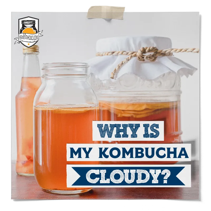 Why is My Kombucha Cloudy